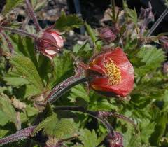 Attēlu rezultāti vaicājumam “Geum rivale bud”