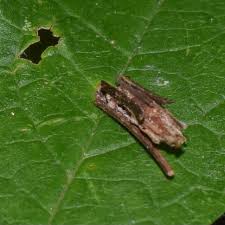 Attēlu rezultāti vaicājumam “Psyche casta”