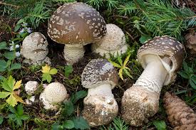 Attēlu rezultāti vaicājumam “Amanita excelsa”