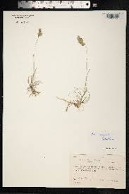 Attēlu rezultāti vaicājumam “Poa angustifolia”