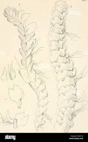 Attēlu rezultāti vaicājumam “Harpanthus flotovianus”