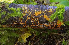 Attēlu rezultāti vaicājumam “Physarum flavidum sessile”