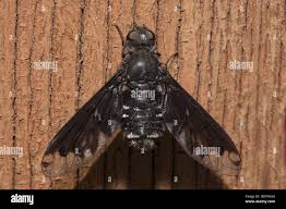 Attēlu rezultāti vaicājumam “Hemipenthes morio”