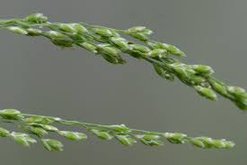 Attēlu rezultāti vaicājumam “Glyceria striata fruit”