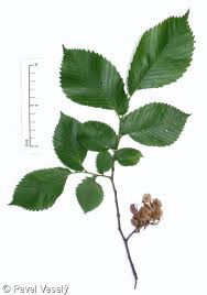 Attēlu rezultāti vaicājumam “Ulmus laevis leaf”