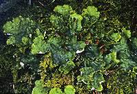 Attēlu rezultāti vaicājumam “Peltigera leucophlebia”