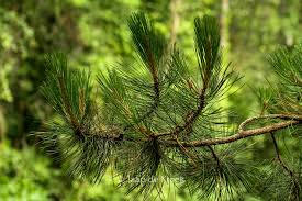 Attēlu rezultāti vaicājumam “Pinus nigra”