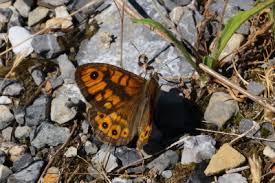 Attēlu rezultāti vaicājumam “Lasiommata megera male”