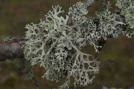 Attēlu rezultāti vaicājumam “Pseudevernia furfuracea”