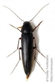 Attēlu rezultāti vaicājumam “Melandrya dubia”