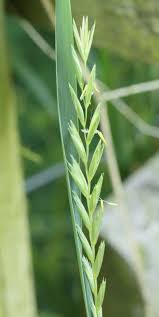 Attēlu rezultāti vaicājumam “Elytrigia repens leaf”