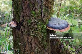 Attēlu rezultāti vaicājumam “Inonotus obliquus”