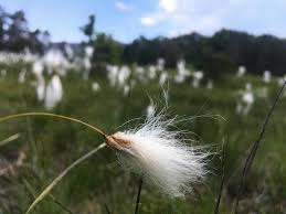 Attēlu rezultāti vaicājumam “Eriophorum gracile fruit”