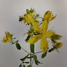 Image result for Johanniskraut