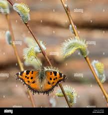 Attēlu rezultāti vaicājumam “Nymphalis xanthomelas pupa”