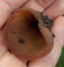 Attēlu rezultāti vaicājumam “Peziza flavida”