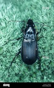 Attēlu rezultāti vaicājumam “Pterostichus melanarius”