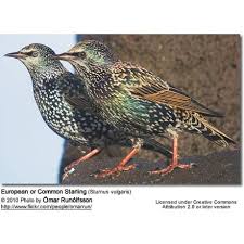 Attēlu rezultāti vaicājumam “Sturnus vulgaris male”