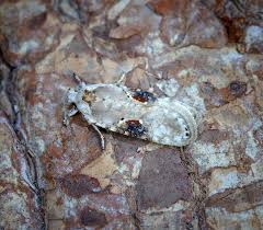 Attēlu rezultāti vaicājumam “Agonopterix alstromeriana”