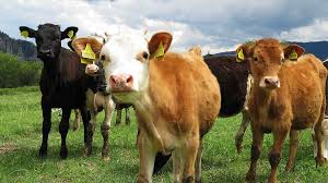 Image result for ganado bovino