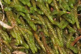 Attēlu rezultāti vaicājumam “Pterigynandrum filiforme”