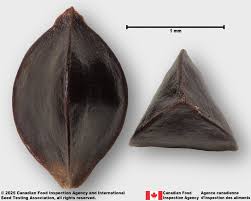 Attēlu rezultāti vaicājumam “Rumex acetosa fruit”