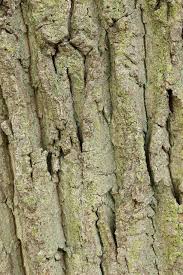 Attēlu rezultāti vaicājumam “Calicium viride”