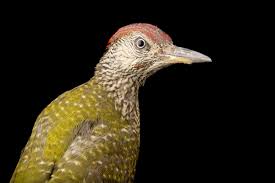 Attēlu rezultāti vaicājumam “Picus viridis”