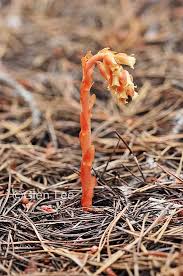 Attēlu rezultāti vaicājumam “Monotropa hypopitys”