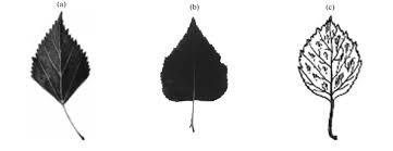 Attēlu rezultāti vaicājumam “Betula pubescens leaf”