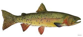 Image result for Oncorhynchus clarkii