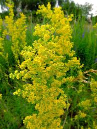 Attēlu rezultāti vaicājumam “Galium verum”