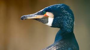 Image result for Bird