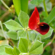 Image result for Lotus tetragonolobus