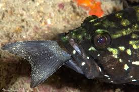 Image result for Epinephelus marginatus