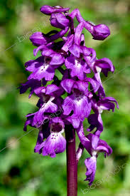 Attēlu rezultāti vaicājumam “Orchis mascula flower”
