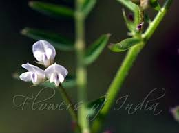 Attēlu rezultāti vaicājumam “Vicia hirsuta flower”