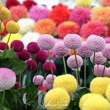 Image result for Dahlia x pinnata `Pompon Lilliput`