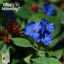 Attēlu rezultāti vaicājumam “Plumbaginaceae”