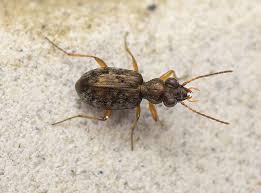 Attēlu rezultāti vaicājumam “Asaphidion pallipes”