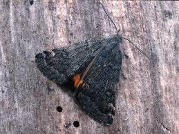 Attēlu rezultāti vaicājumam “Boudinotiana notha”