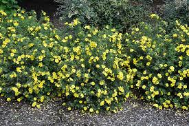 Attēlu rezultāti vaicājumam “Potentilla”