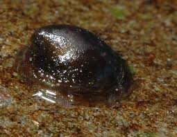 Attēlu rezultāti vaicājumam “Ancylus fluviatilis”