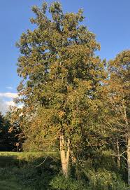 Attēlu rezultāti vaicājumam “Aesculus flava”