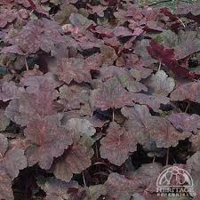 Image result for Heuchera `Swirling Fantasy`