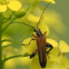 Attēlu rezultāti vaicājumam “Oedemera femorata”