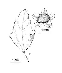 Attēlu rezultāti vaicājumam “Chenopodium album leaf”