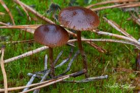 Attēlu rezultāti vaicājumam “Badhamiopsis scripta macro”