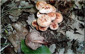 Attēlu rezultāti vaicājumam “Collybia acervata”