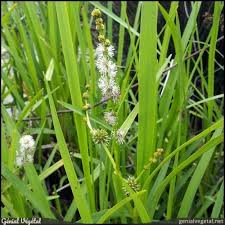 Attēlu rezultāti vaicājumam “Sparganium neglectum”